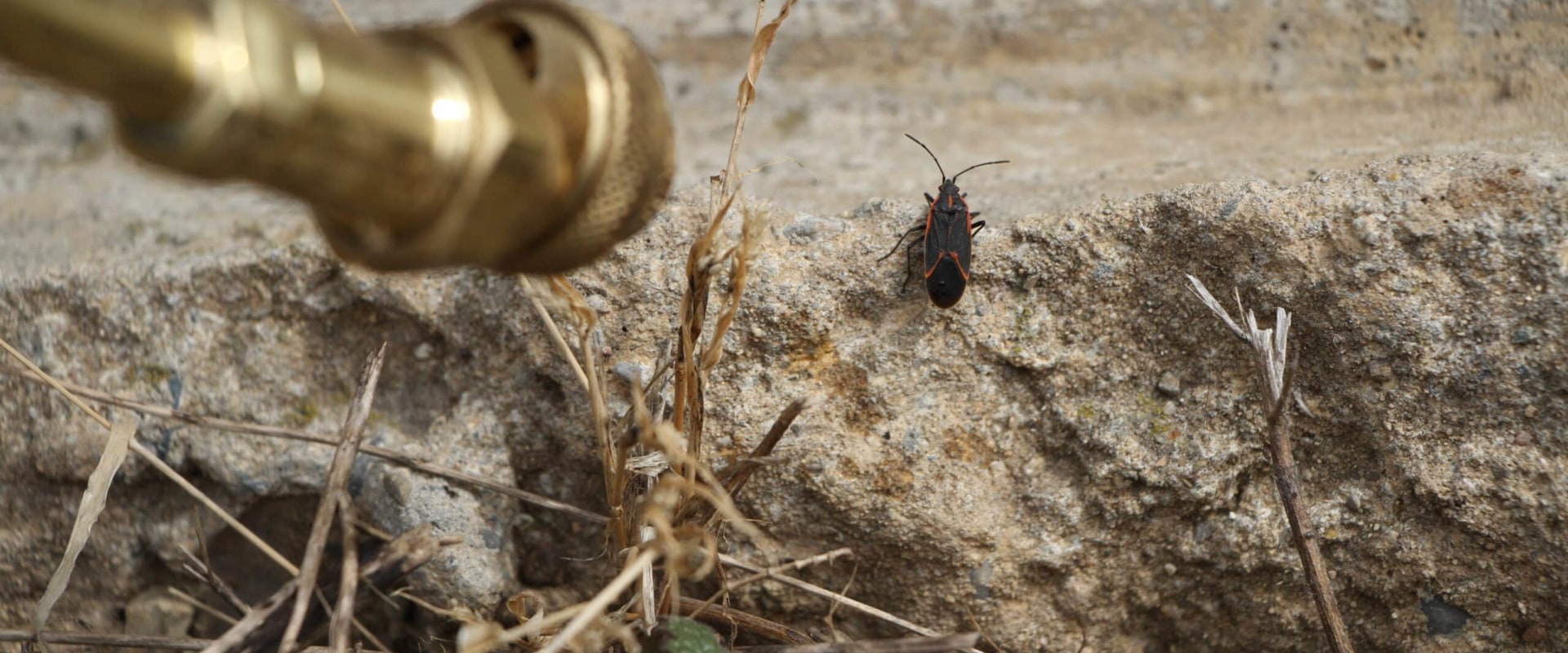 Expert Pest Control Solutions