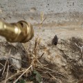 Expert Pest Control Solutions